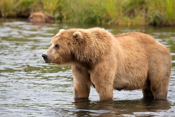 brown bear, water, hunt