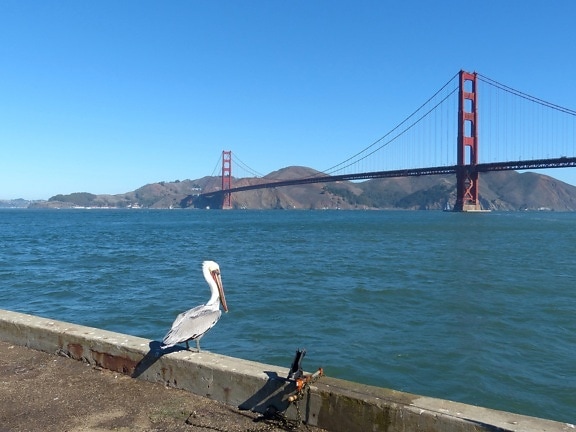 brown, pelican, stocky, sea, birds, bridge, background