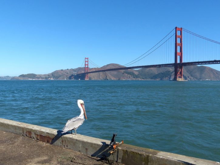brun, pelican, tætbygget, hav, fugle, bridge, baggrund