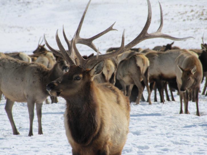 bull, elk, sports, beautiful, set, antlers