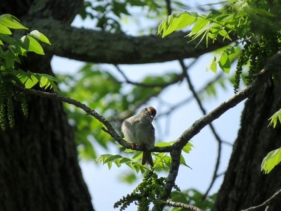 chipping, Sparrow, bird, tree