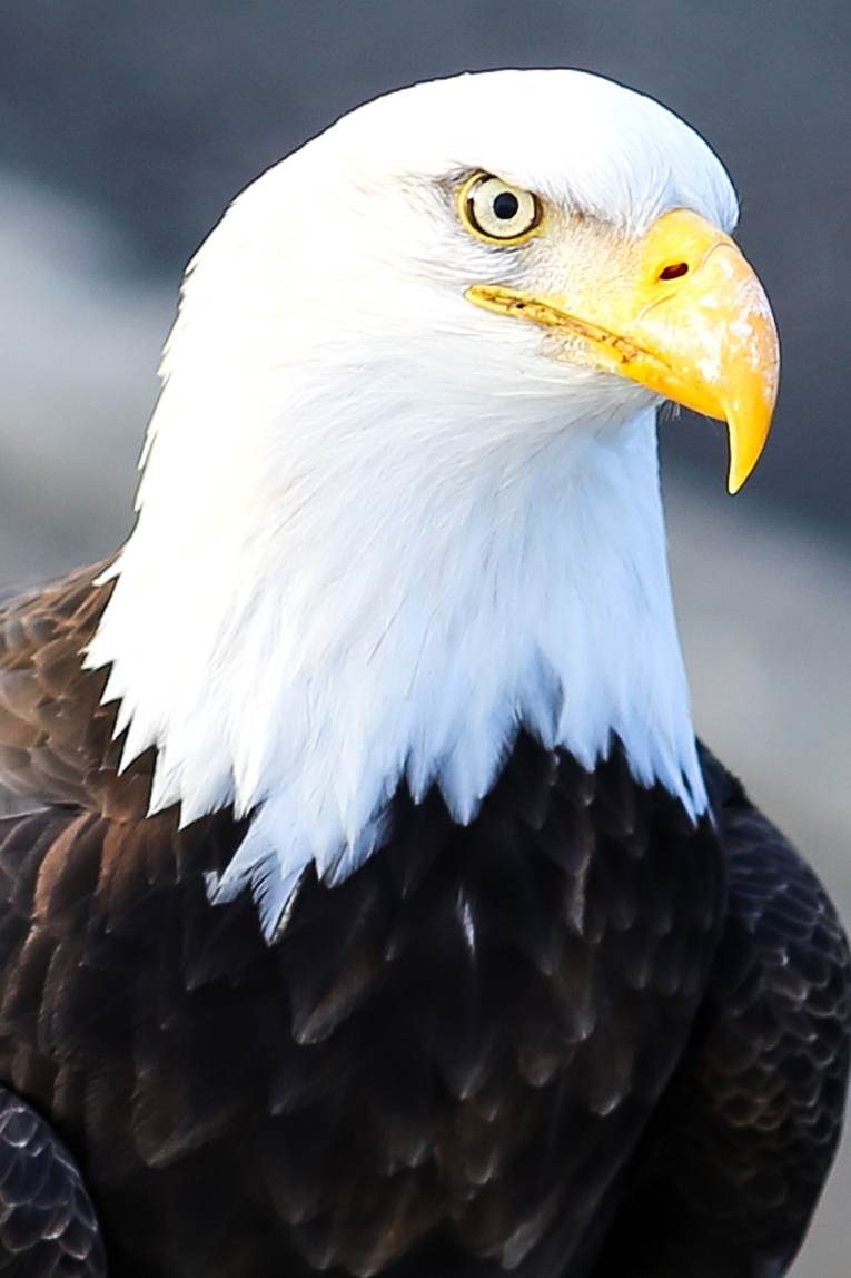 Free picture: up-close, bald, eagle, head, bird