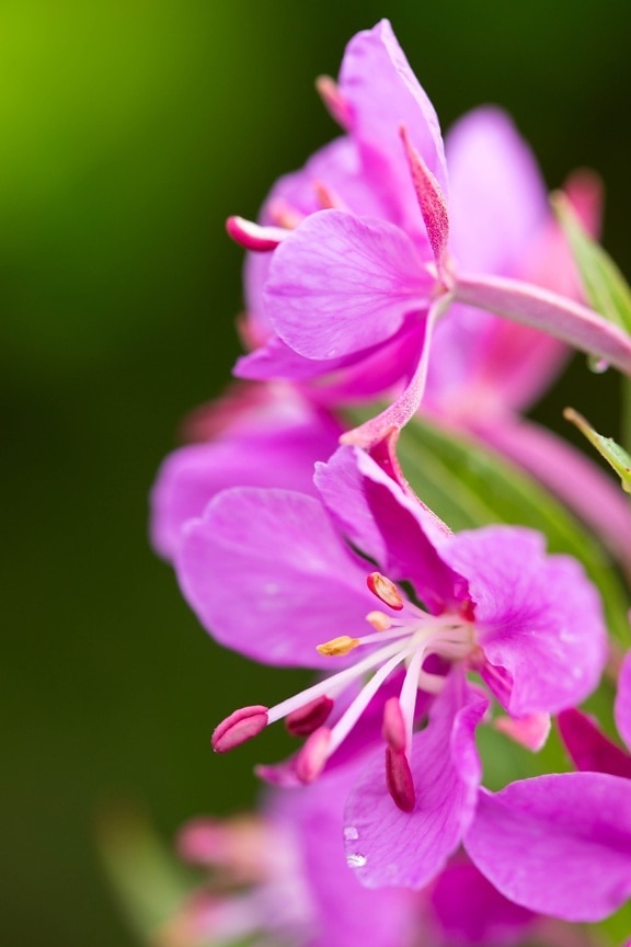 colorful, pink, fireweed, plant, bloom