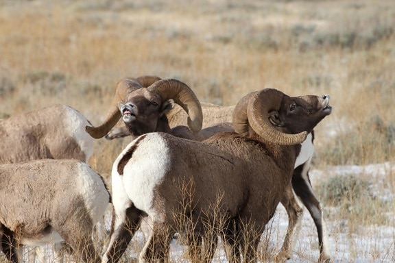 φλερτάροντας, Bighorn πρόβατα, στυλ, αρσενικό, πρόβατο με μεγάλα κέρατα, πρόβατα, έκθεμα, flehmen, απόκριση