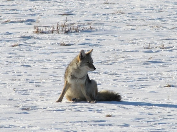 coyote, pause, chasse, ensoleillé, hiver, matin