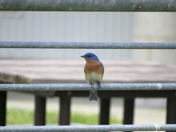 oiseau bleu, coloré, animal