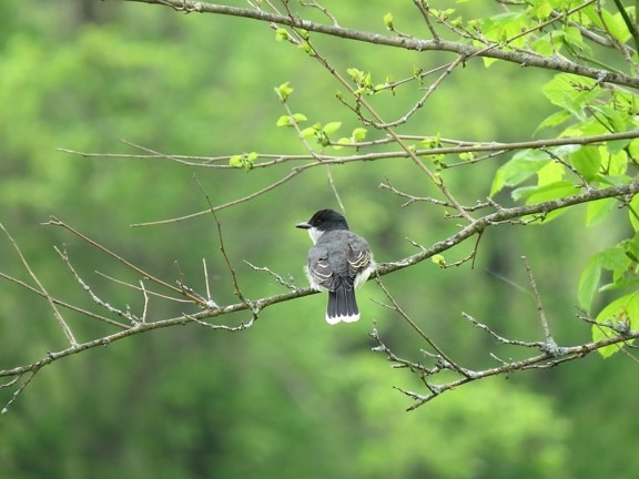 Kingbird, pájaro, árbol, rama