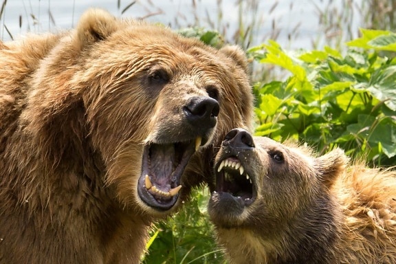 face, teeths, brown bear, sow, cub, play