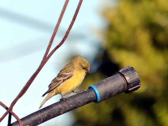 female, American, goldfinch, bird, resting, pipe