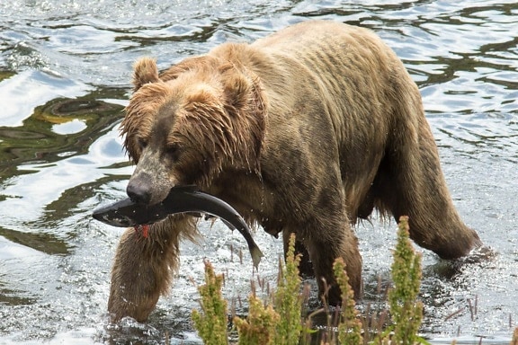 female, brown bear, sow, fresh, fish, catch