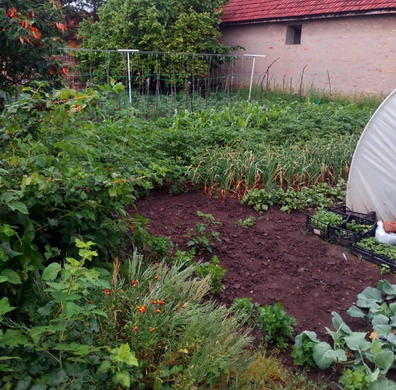jardin, légumes, organique, effet de serre, le jardinage