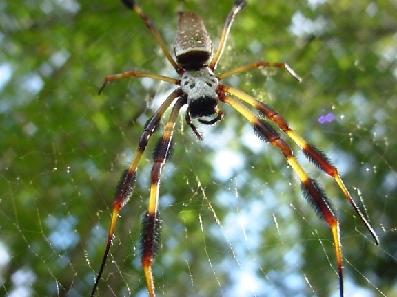Golden, jedwab, spider web