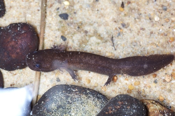 hellbender, large, aquatic, salamander