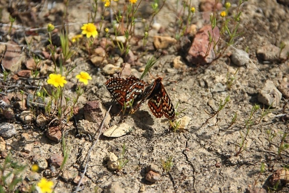 insects, Quino, Checkerspot, butterflies, bugs