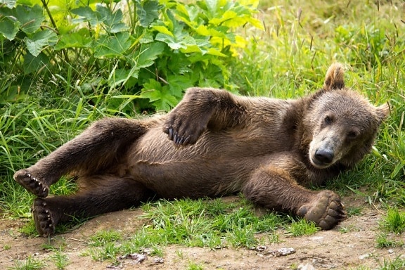 kodiak, brown bear, cub