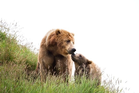 kodiak, brown bear, sow, cub