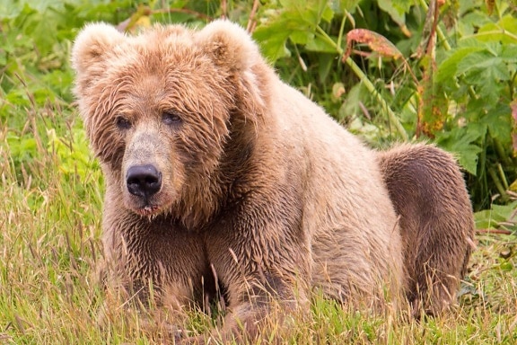 Kodiak, osos marrones, distinta, de la parte continental, osos pardos