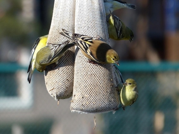 lesser, goldfinch, bird