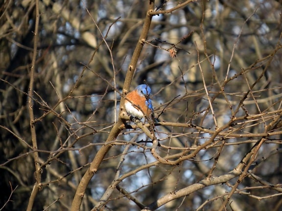 male, colorful, blue bird, bird
