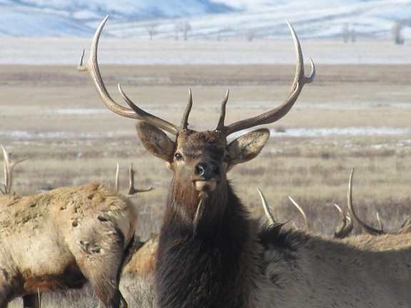 male, elk, stands, raises, head, group, bulls