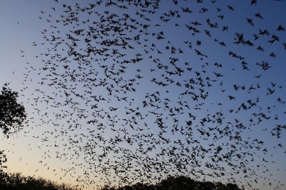 mexican, free, tailed, bats, exiting, bracken, bat, cave