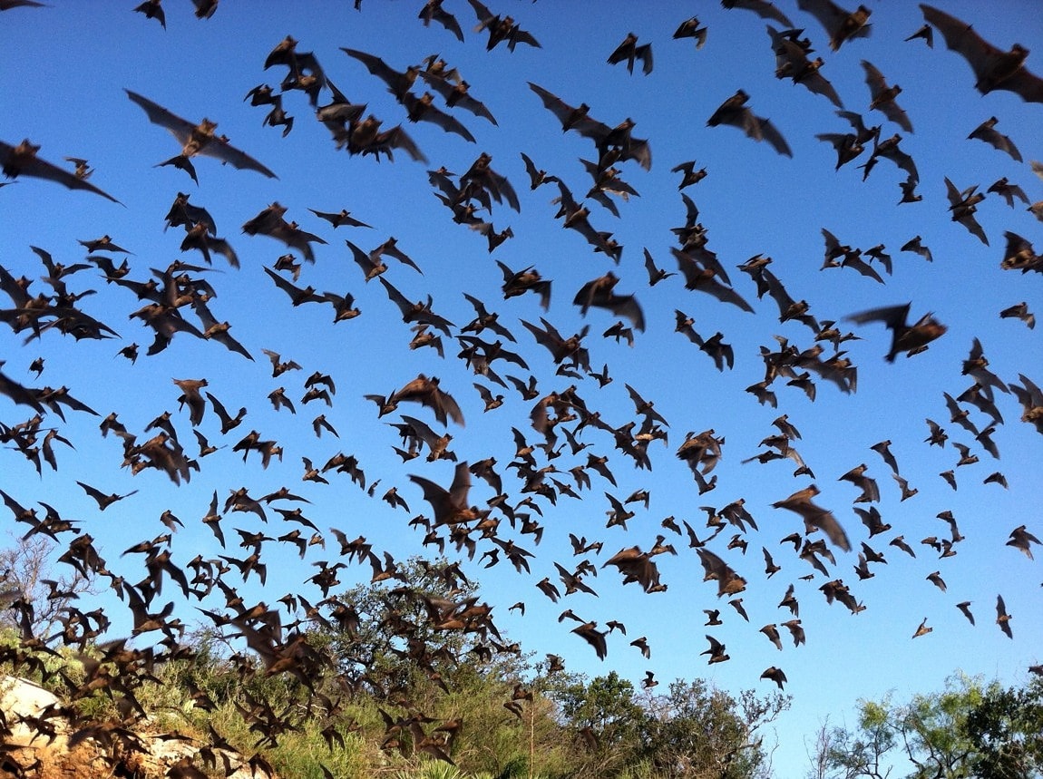 Free picture: mariana, fruit, bat, mariana, flying, fox, fanihi, animal ...