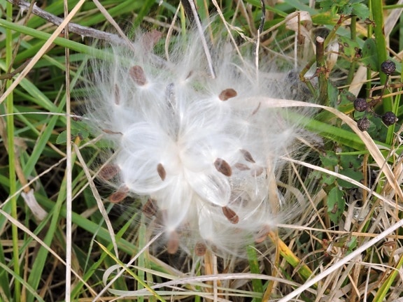 milkweed tanaman, biji, hembusan angin