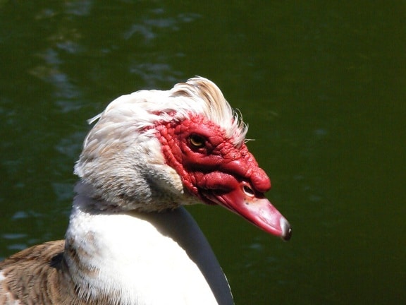 muscovy ducks, male, bird, brownish, black, coloration