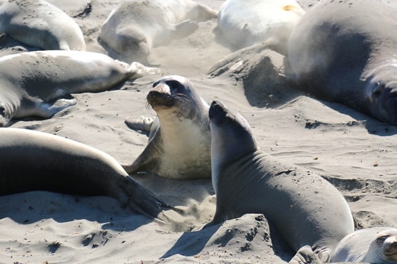 Pohjoisen elephant seal colony, ranta, merinisäkkäiden