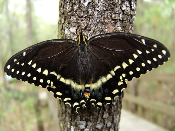 ο Παλαμήδης swallowtail πεταλούδα, οθόνη, φτερά