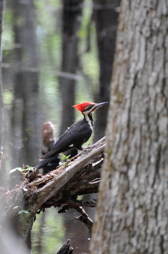 pileated, woodpecker, bird