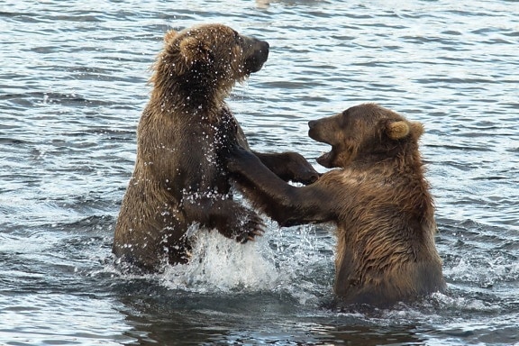 playful, wrestling, between, two, brown bears