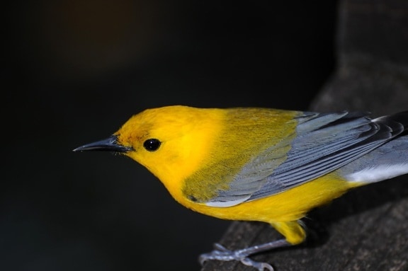 prothonotary warbler, bird, animal, night