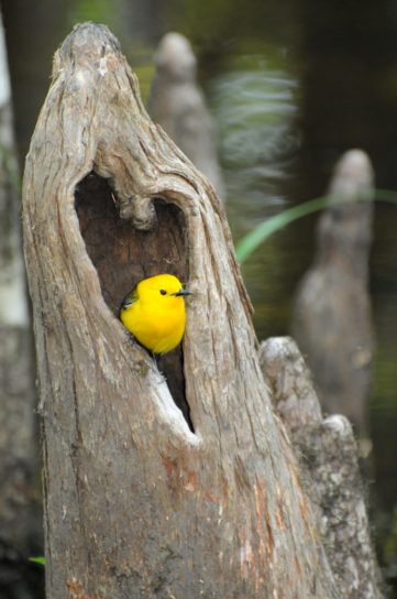 prothonotary, warbler, bird, heart, shaped, hole