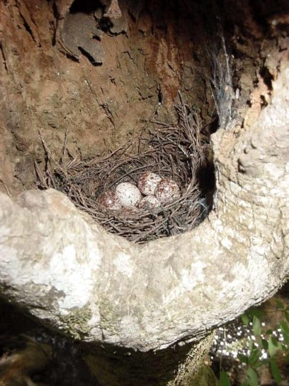 prothonotary, trällerer, Nest