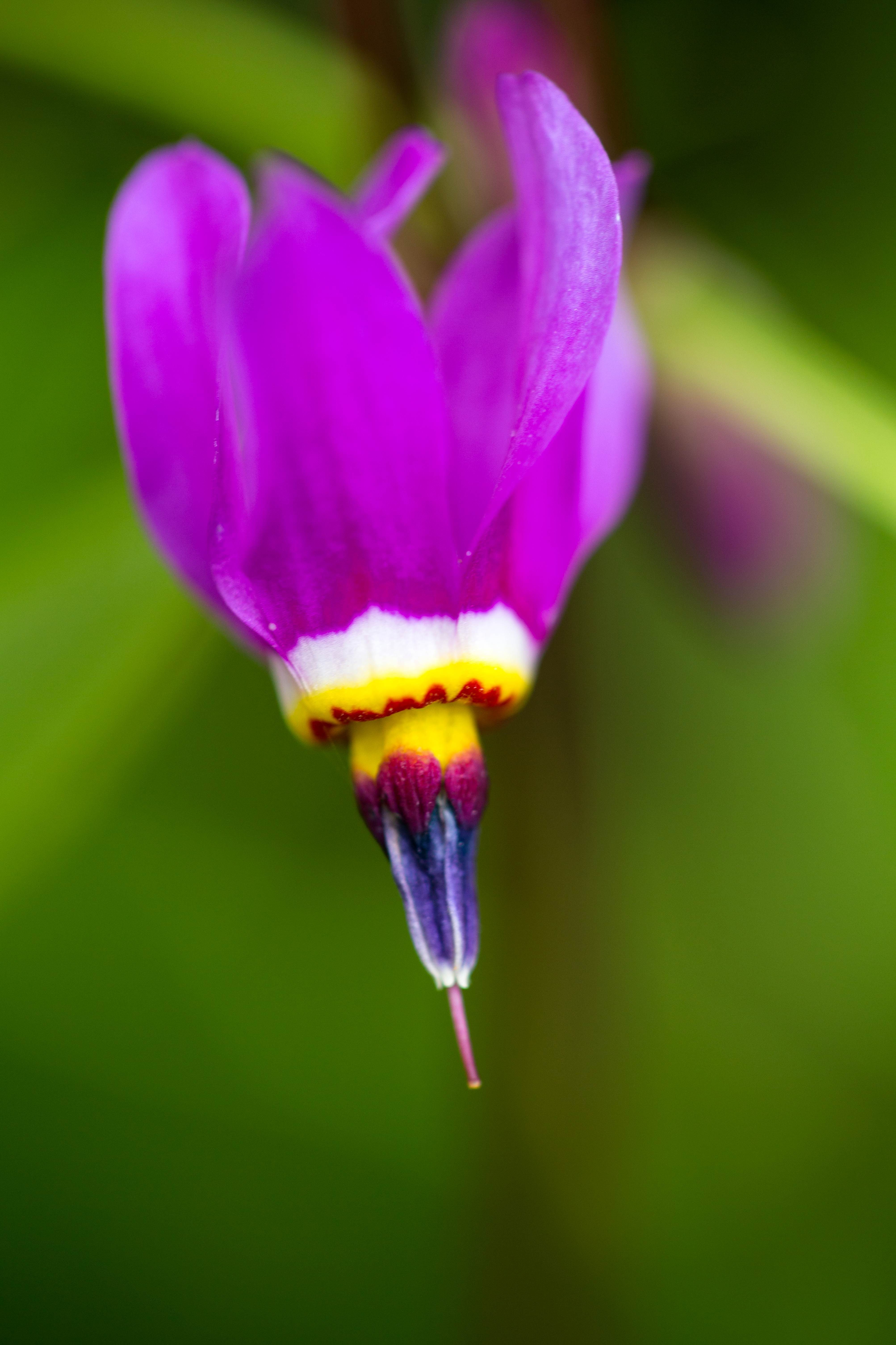 Free Picture Purple Shooting Star Flower Bloom