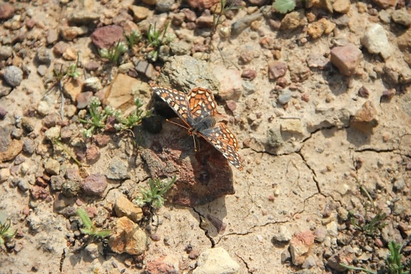 quino, Checkerspot, butterfly, insect, desert
