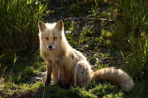 赤狐、座って、草、野生動物