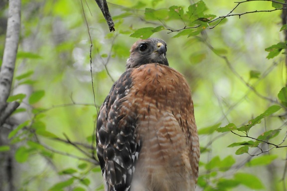 red, shouldered, Hawk, wing, spread