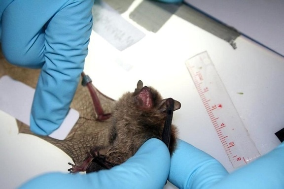 researcher, collects, sebum, sample, bat, wing