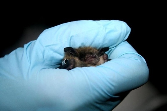 researcher, holds, Little, brown, bat