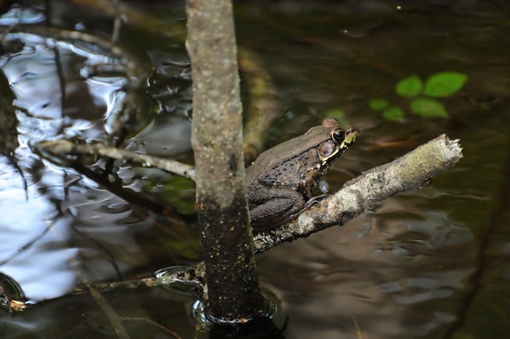 river, frog, amphibian, branch