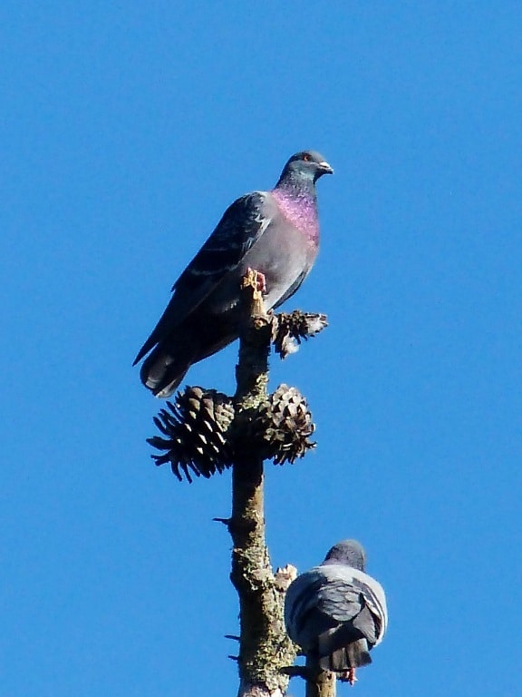 rocky, pigeon, bird, branch