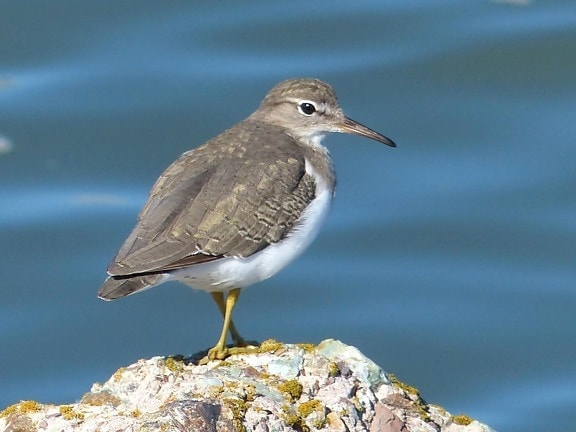 sandpiper, medium sized, shorebird, bird