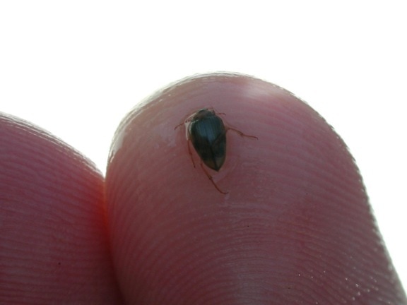 małe, bug, Hungerfords, indeksowania, wody, beetle, palec, ręka