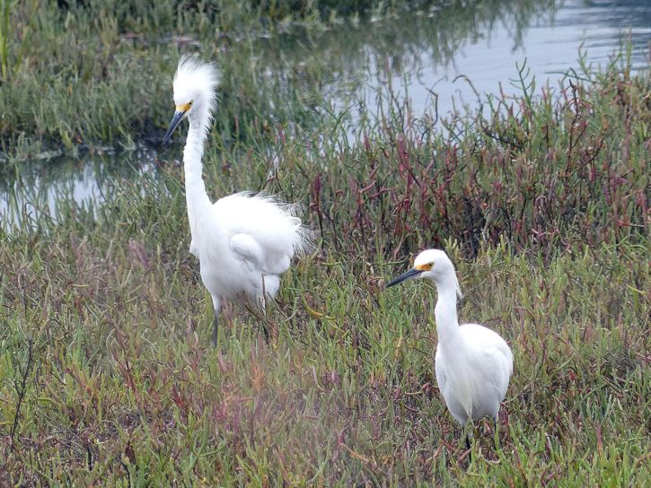 Snowy egret, vtáky, dvojica, močiare