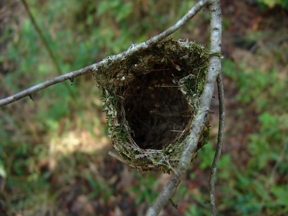 извиващи, vireo гора, гнездо