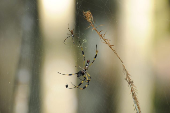 spider spinning web, golden, silk, spider web