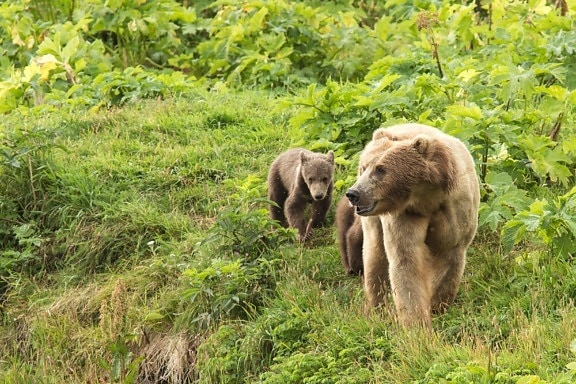 wild, brown bear, sow, cub, nature