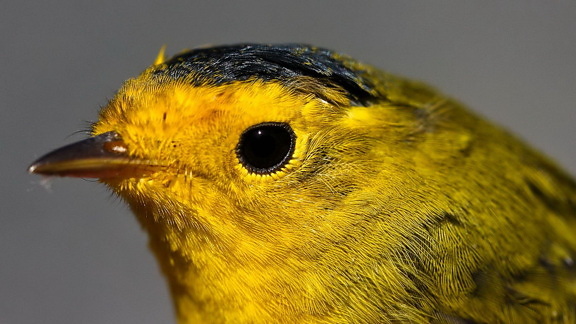 wilson, warbler, small, bright yellow, bird